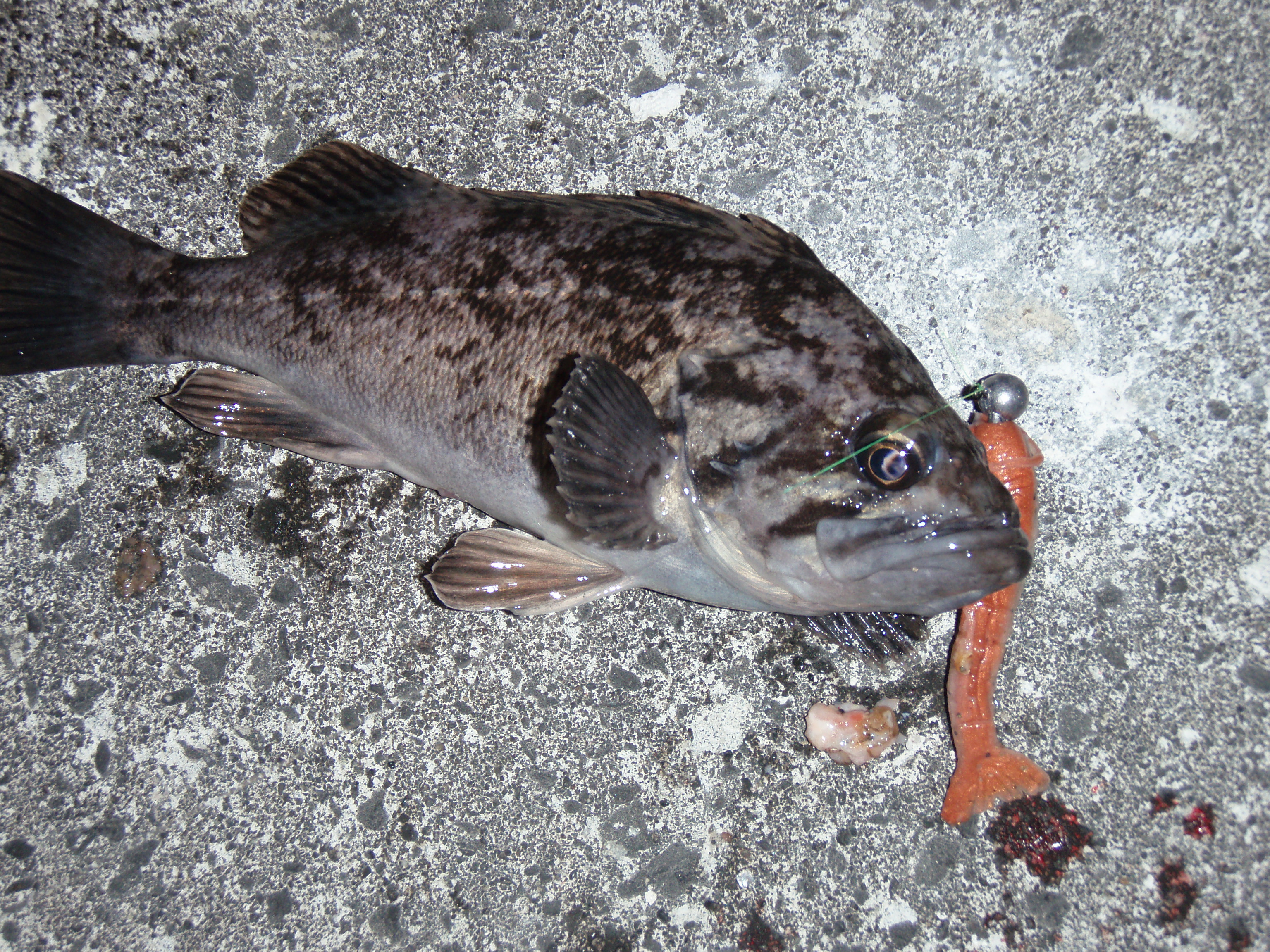 石狩沖防波堤でやっとまともに魚を釣った感を味わう－ソイを堪能