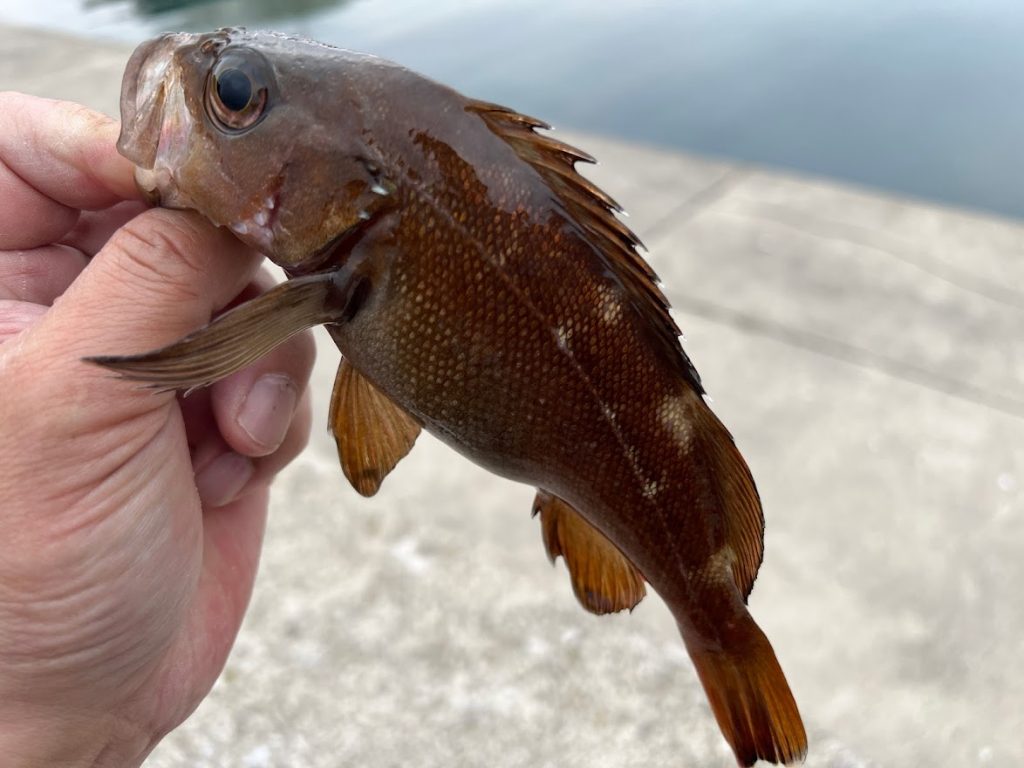 小樽であら汁食べたさに磯の小魚を釣りに行ったらまさかの釣果が！