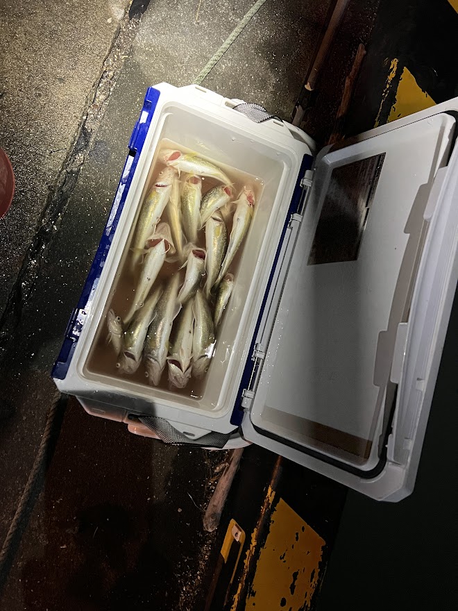 超高級魚ししゃもを釣りに行くーコストコで買った投光器のテストもかねて