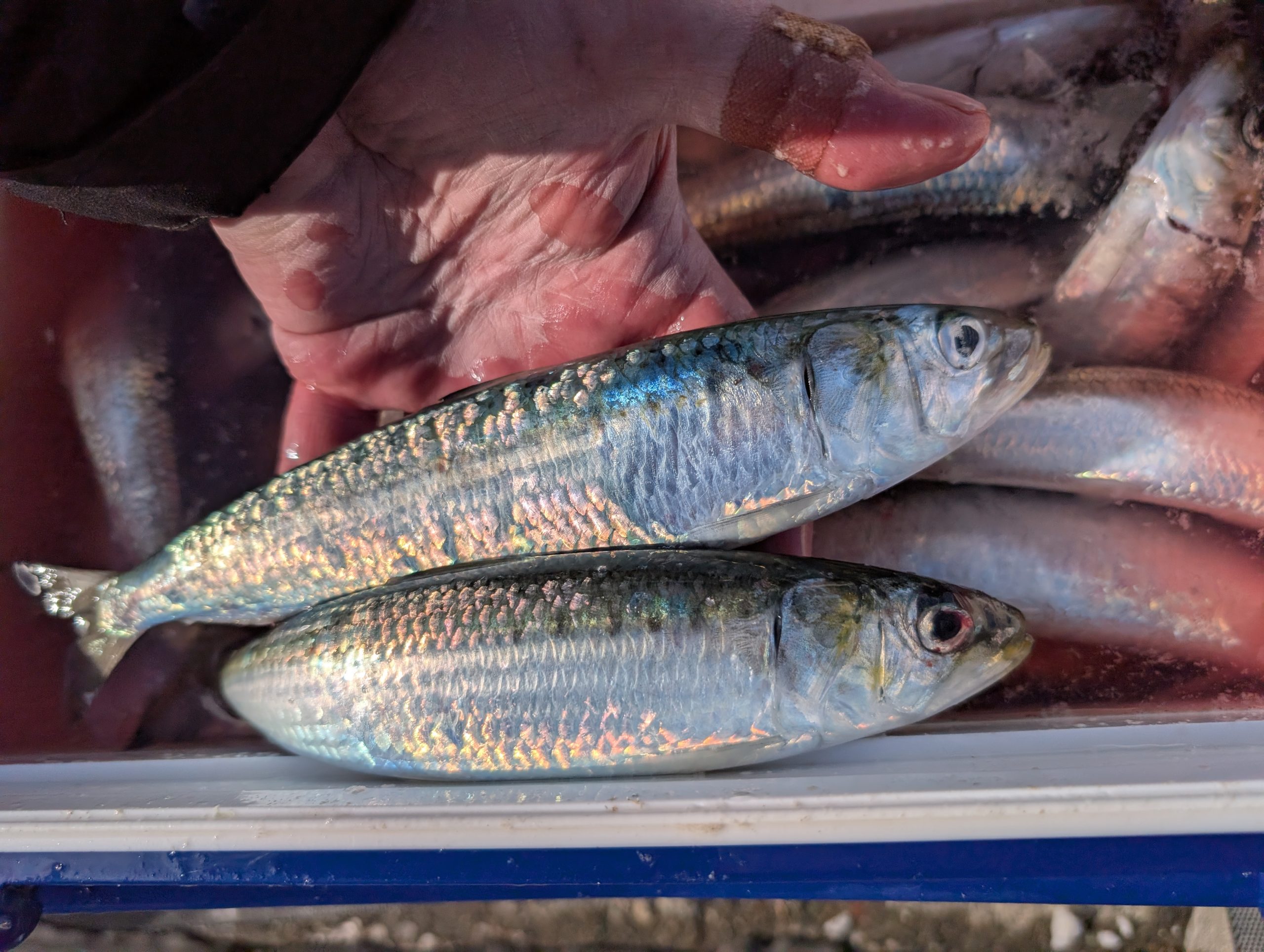 例の場所でマイワシ爆釣