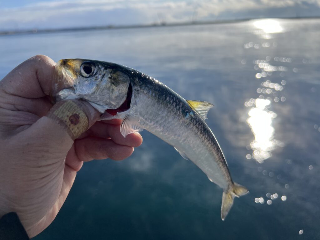 2026年1月26日苫小牧・マイワシ釣り