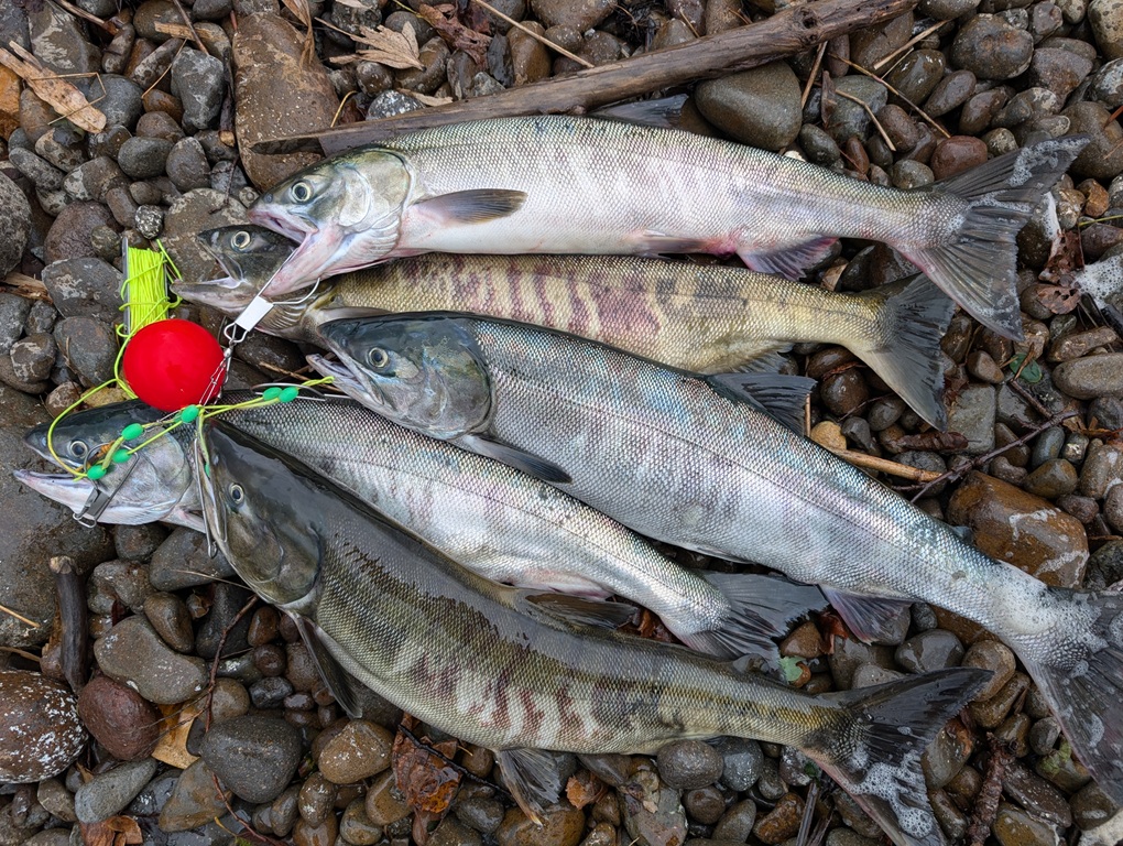 初心者向け北海道鮭（サケ）釣りパーフェクトマニュアル