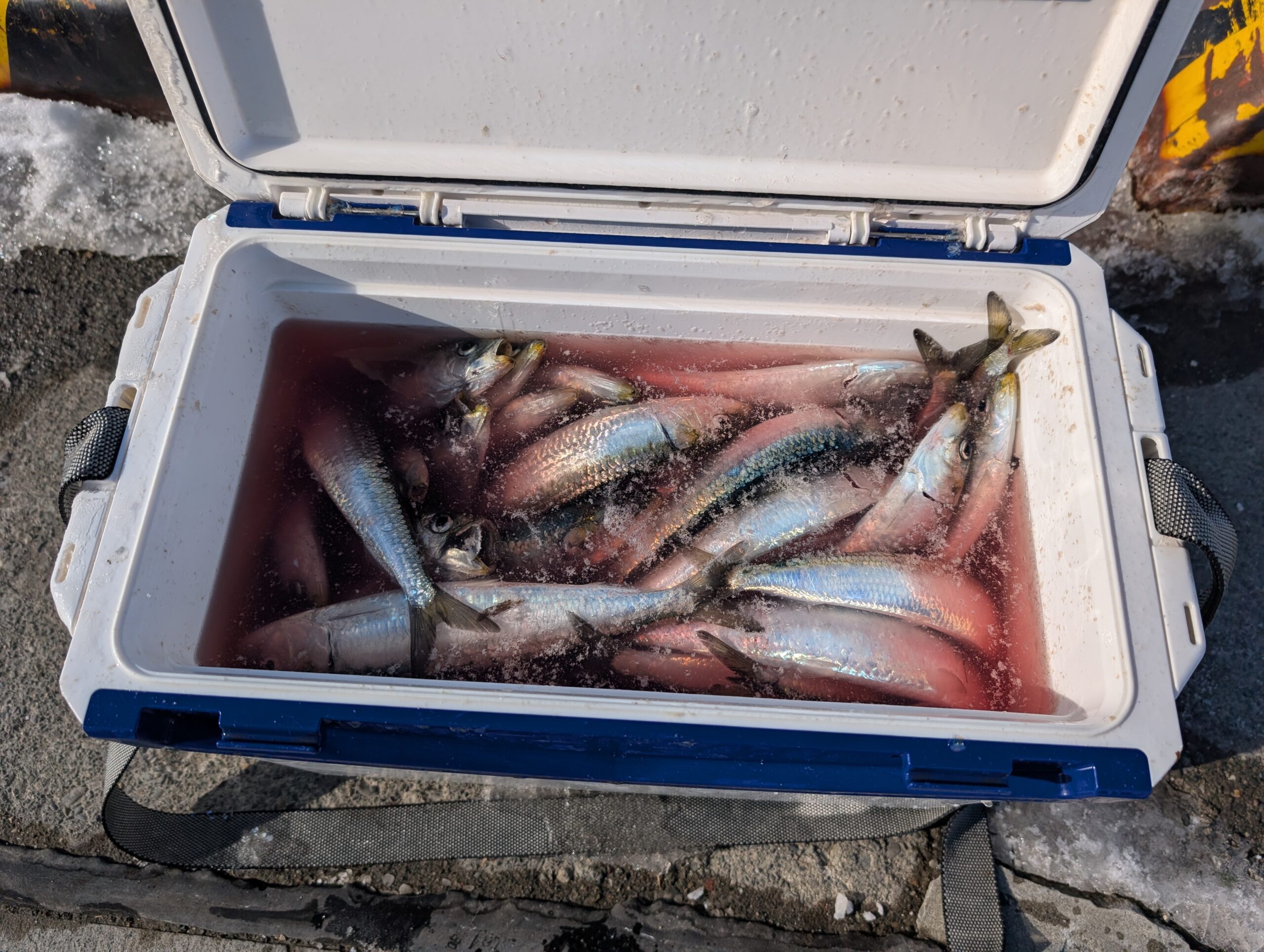 2026年1月26日苫小牧・マイワシ釣り